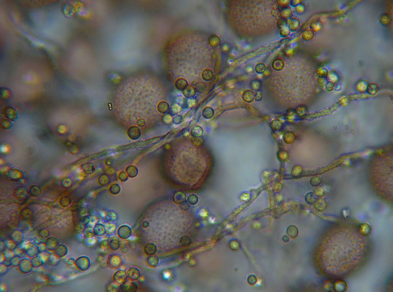 Diderma crustaceum